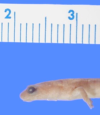 Media type: image; Herpetology A-25613